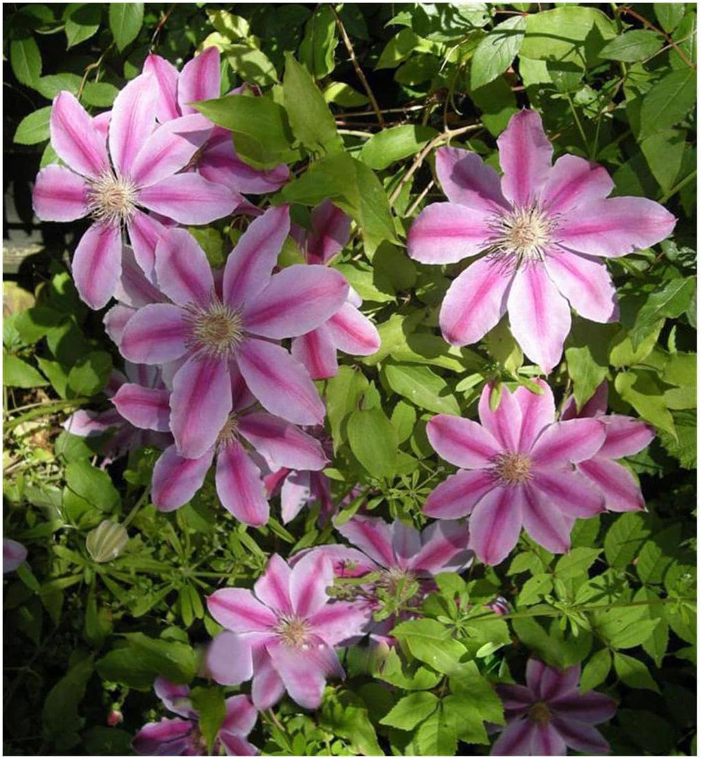 Pink Clematis Hybrid Flower seeds for Planting Bright Blooms, Heirloom & GMO Free Seeds for Home Garden vegetable and garden seeds