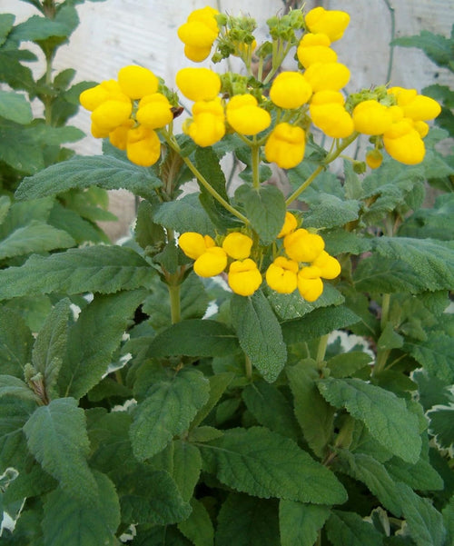 Calceolaria Flower seeds for Planting Perfect for Borders, Heirloom & GMO Free Seeds for Home Garden seeds for planting
