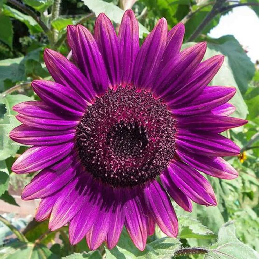 Purple Sunflower Flower seeds for Planting Wildflower Mix, Heirloom & GMO Free Seeds for Home Garden vegetable and garden seeds