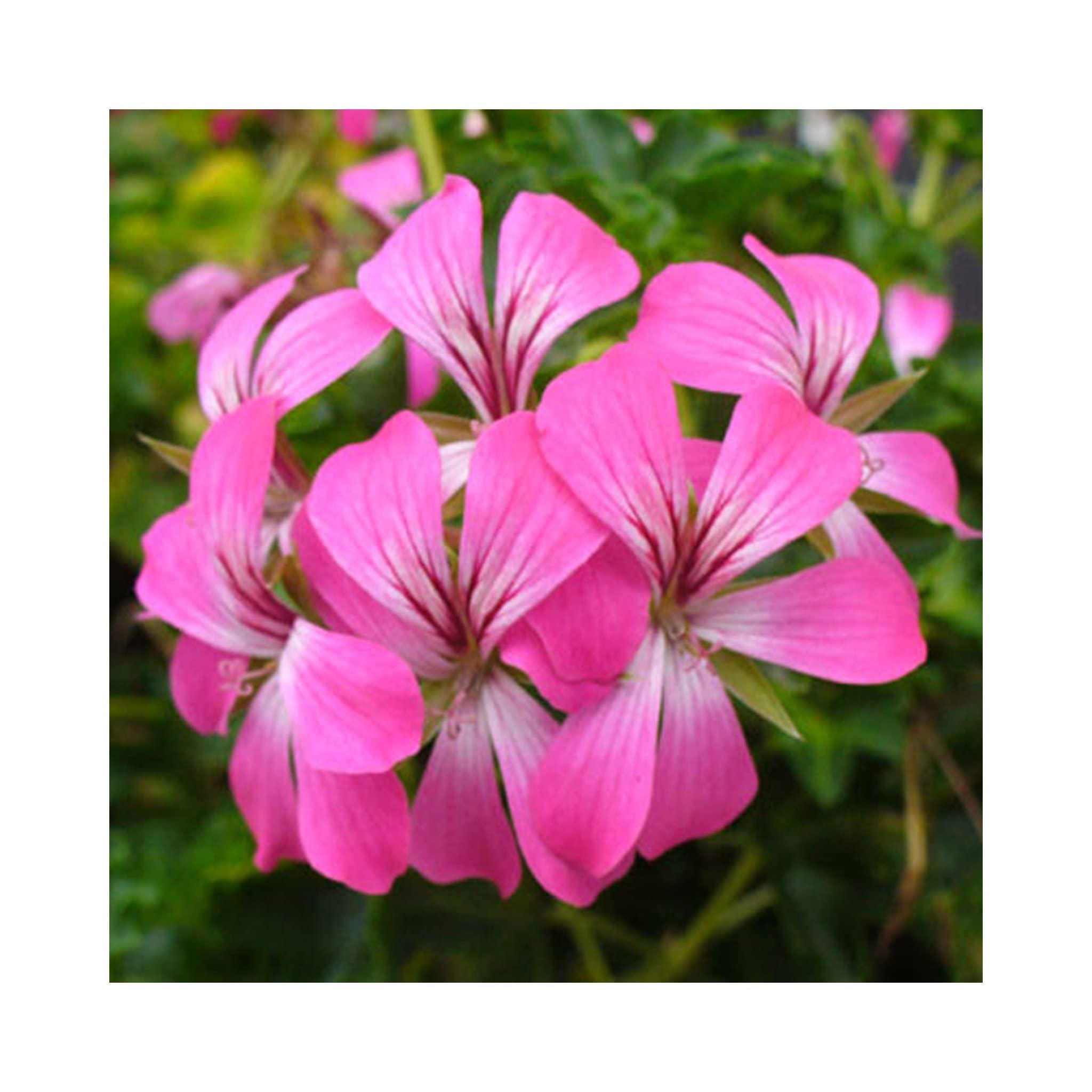 Premium Purple Tornado Geranium Flower seeds for Planting Garden Favorite, Heirloom & GMO Free Seeds for Home Garden seeds