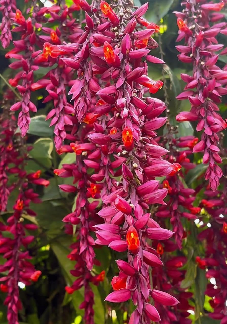 Thunbergia Coccinea Flower seeds for Planting Compact Growth Heirloom & GMO Free Seeds for Home Garde