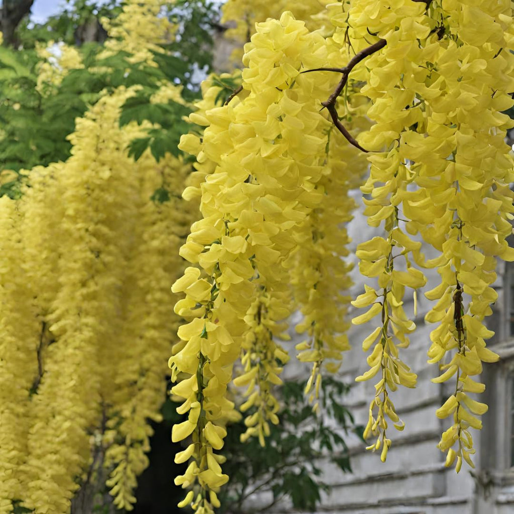 Light Yellow Crape Myrtle Tree Flower seeds for Planting Long Bloom Season, Heirloom & GMO Free Seeds for Home Garden Sale seeds for planting