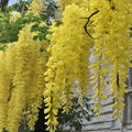 Light Yellow Crape Myrtle Tree Flower seeds for Planting Long Bloom Season, Heirloom & GMO Free Seeds for Home Garden Sale seeds for planting