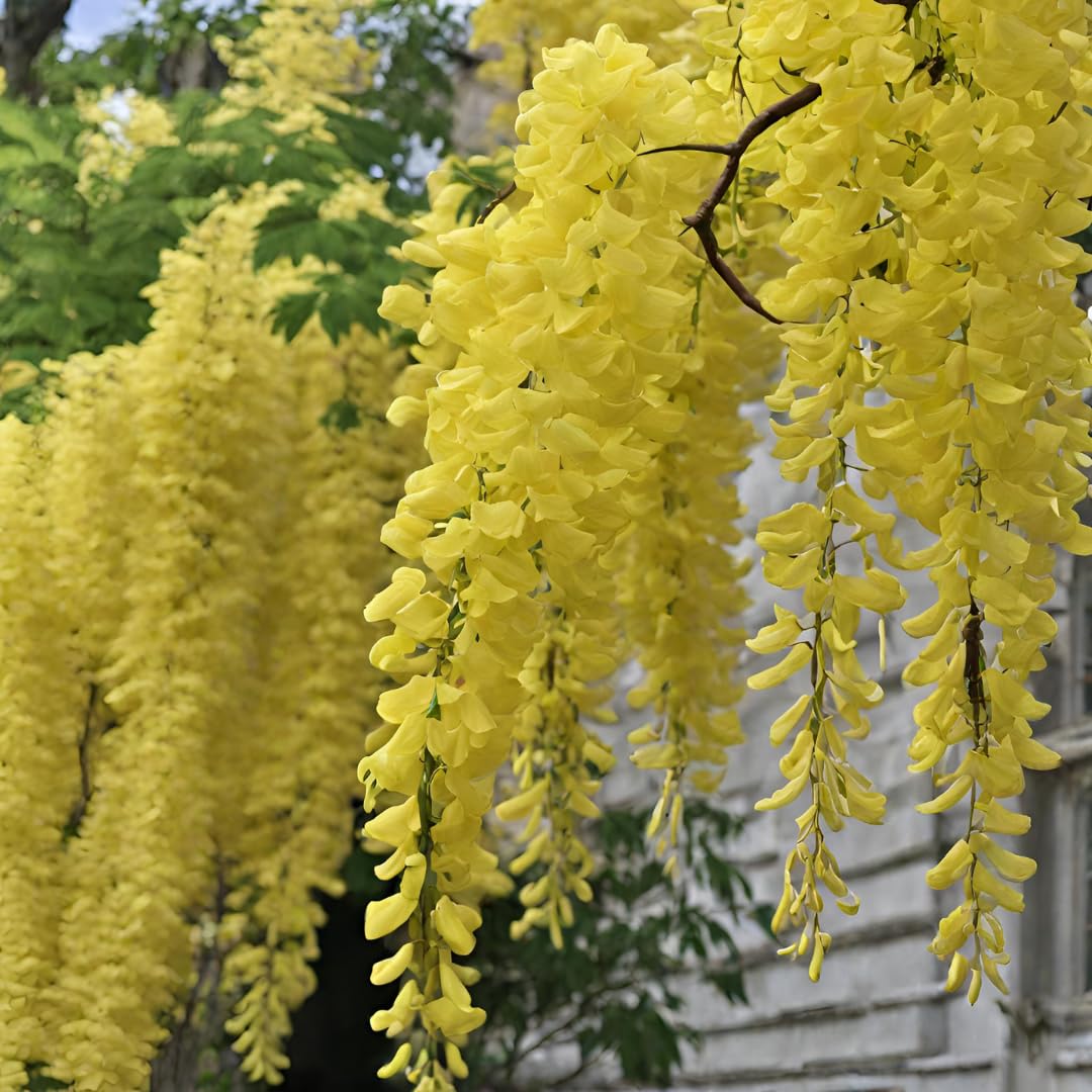 Light Yellow Crape Myrtle Tree Flower seeds for Planting Long Bloom Season, Heirloom & GMO Free Seeds for Home Garden Sale seeds for planting