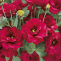 Lisianthus Red Flower seeds for Planting Wildflower Mix, Heirloom & GMO Free Seeds for Home Garden seeds for planting