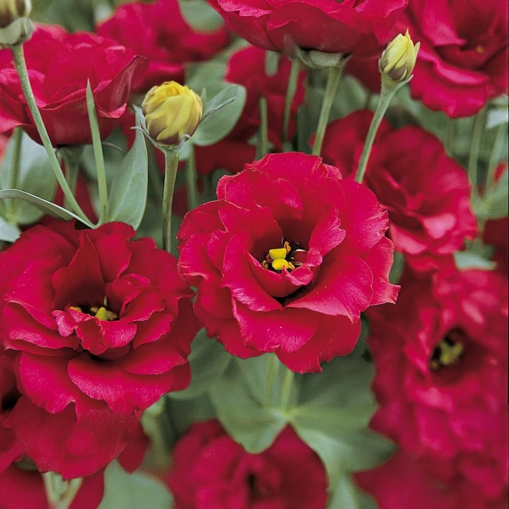 Lisianthus Red Flower seeds for Planting Wildflower Mix, Heirloom & GMO Free Seeds for Home Garden seeds for planting