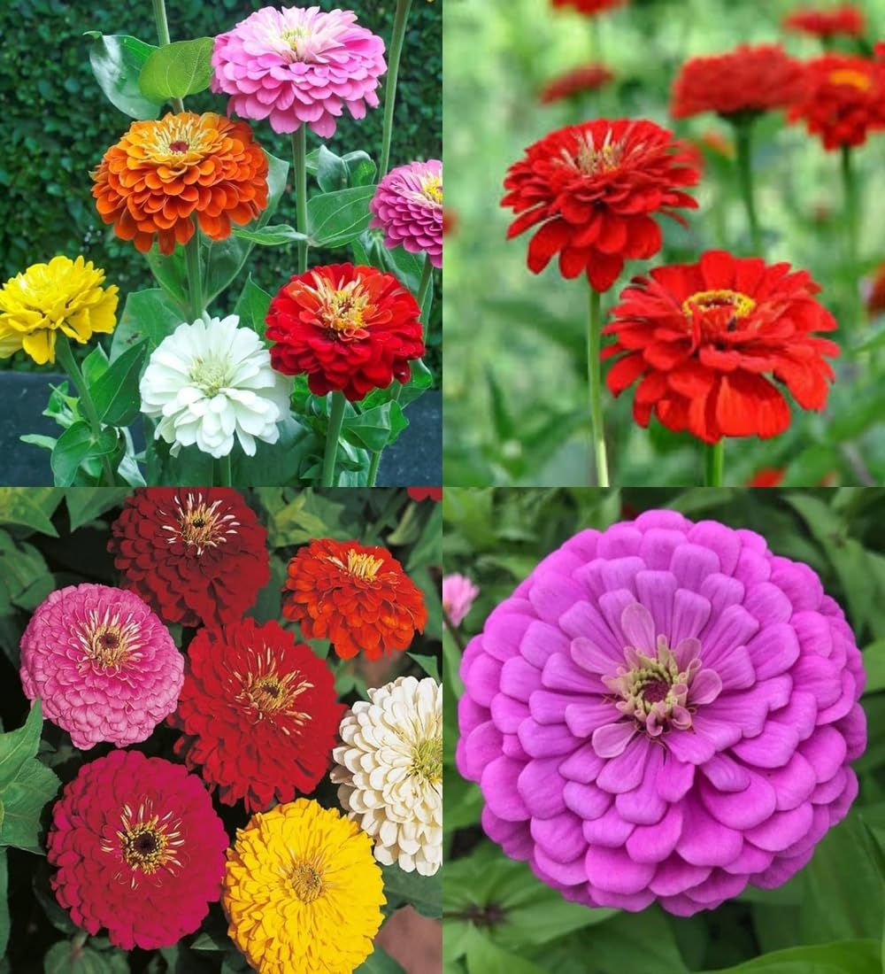 Mixed Helichrysum Flower seeds for Planting Long Bloom Season, Heirloom & GMO Free Seeds for Home Garden vegetable and garden seeds