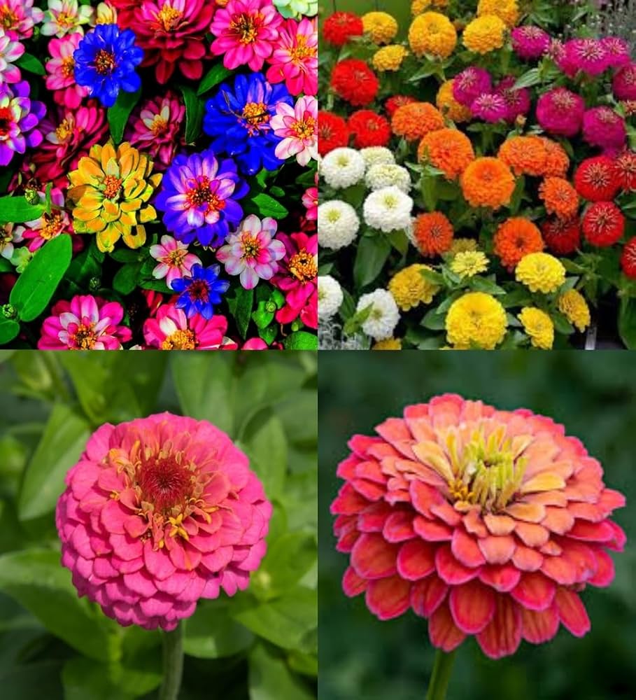 High quality Lime Orange Zinnia Flower seeds for Planting Compact Growth, Heirloom & GMO Free Seeds for Home Garden seeds pack
