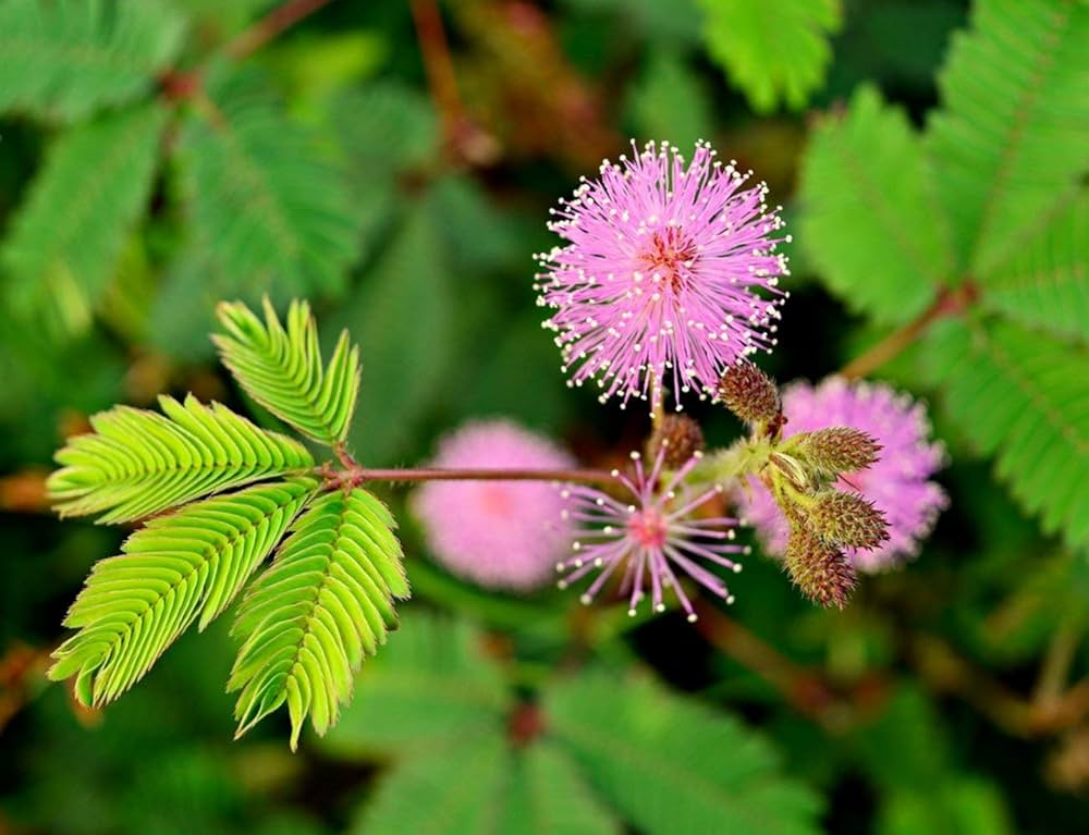 Acacia Baileyana Flower seeds for Planting Cut Flower Favorite, Heirloom & GMO Free Seeds for Home Garden seeds for planting