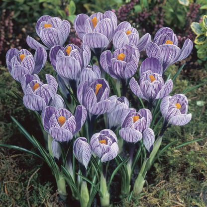 Blue White Crocus Flower seeds for Planting Colorful Display Heirloom & GMO Free Seeds for Home Garden