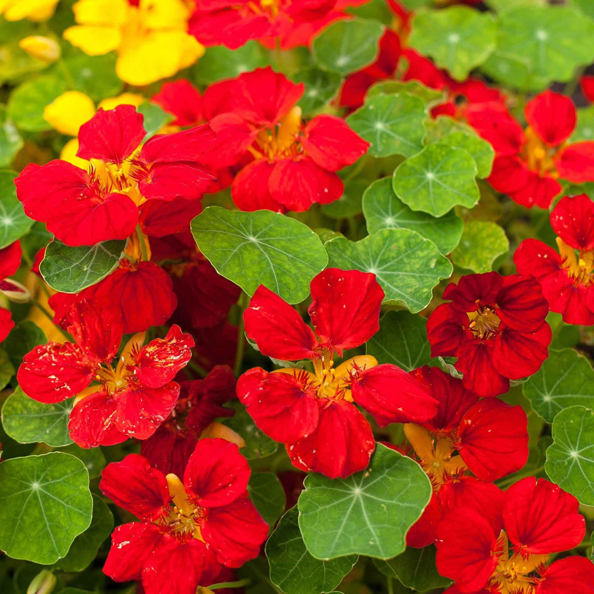 Red Hanging Nasturtium Flower seeds for Planting Colorful Display Heirloom & GMO Free Seeds for Home Garden