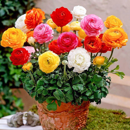 Ranunculus Flower seeds for Planting Premium Quality Heirloom & GMO Free Seeds for Home Garden