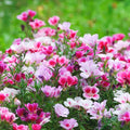 Mixed Godetia Flower seeds for Planting Bright Blooms, Heirloom & GMO Free Seeds for Home Garden seeds for planting