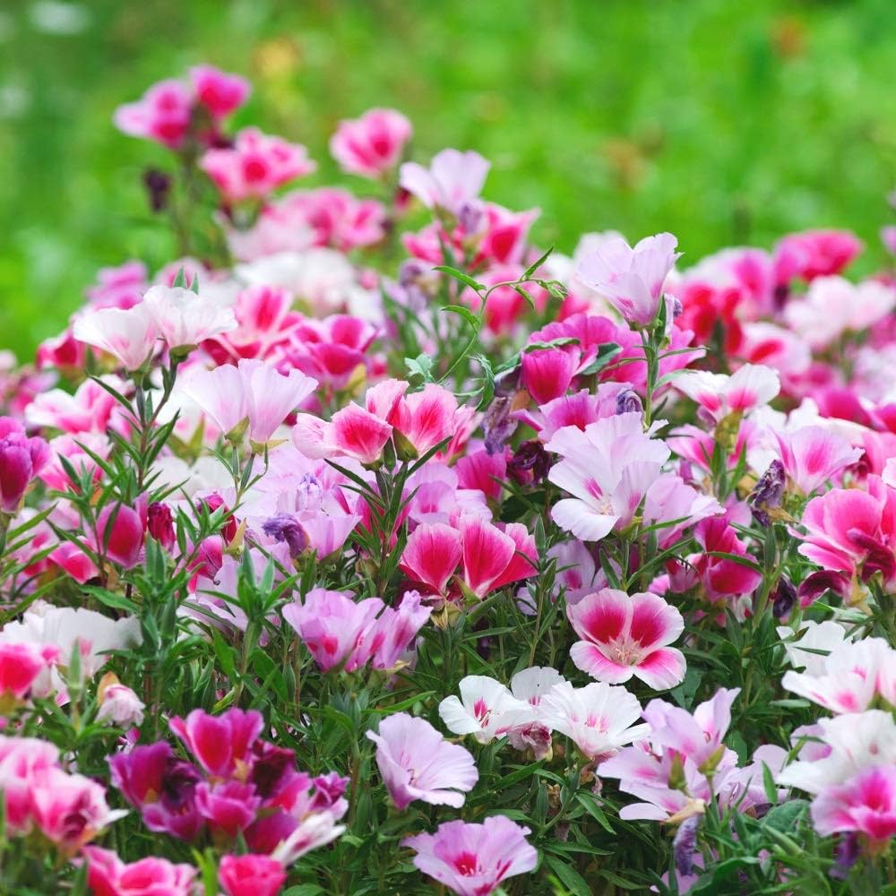 Mixed Godetia Flower seeds for Planting Bright Blooms, Heirloom & GMO Free Seeds for Home Garden seeds for planting
