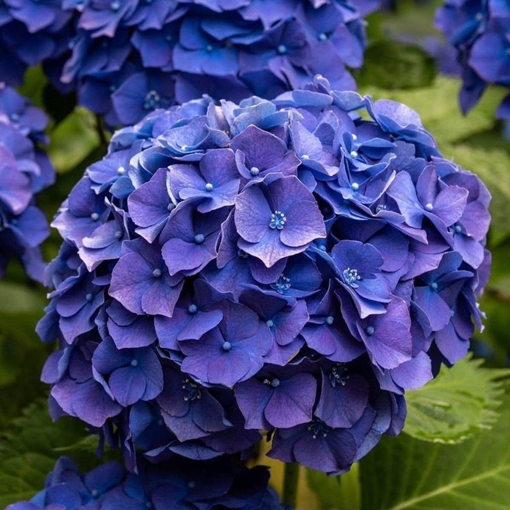 Dark Blue Hydrangea Flower seeds for Planting Low Maintenance, Heirloom & GMO Free Seeds for Home Garden seeds for planting