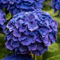 Dark Blue Hydrangea Flower seeds for Planting Low Maintenance, Heirloom & GMO Free Seeds for Home Garden seeds for planting