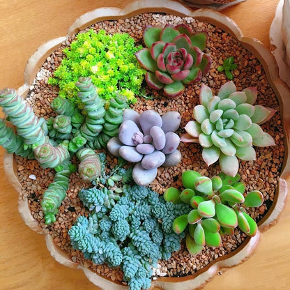 Succulent Planting Seeds - Easy to Grow Succulent Flowers