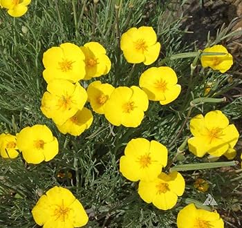 Eschscholzia Flower seeds for Planting Hardy Variety, Heirloom & GMO Free Seeds for Home Garden vegetable and garden seeds