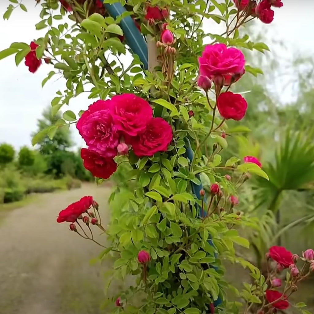 Premium Red Pink Climbing Rose Flower seeds for Planting Bright Blooms, Heirloom & GMO Free Seeds for Home Garden Sale seeds