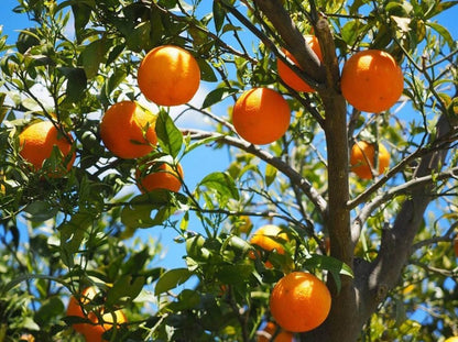 Tangerine (Mandarin Orange) Citrus reticulata Fruit Tree Seeds