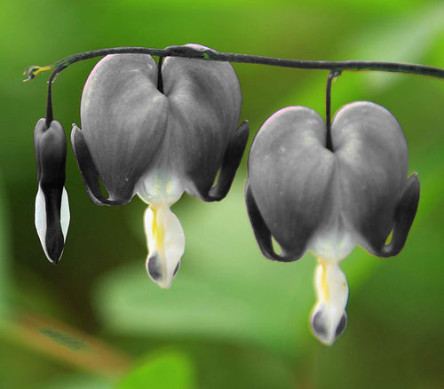 Black Heart Flower seeds for Planting Cut Flower Favorite, Heirloom & GMO Free Seeds for Home Garden seeds for planting