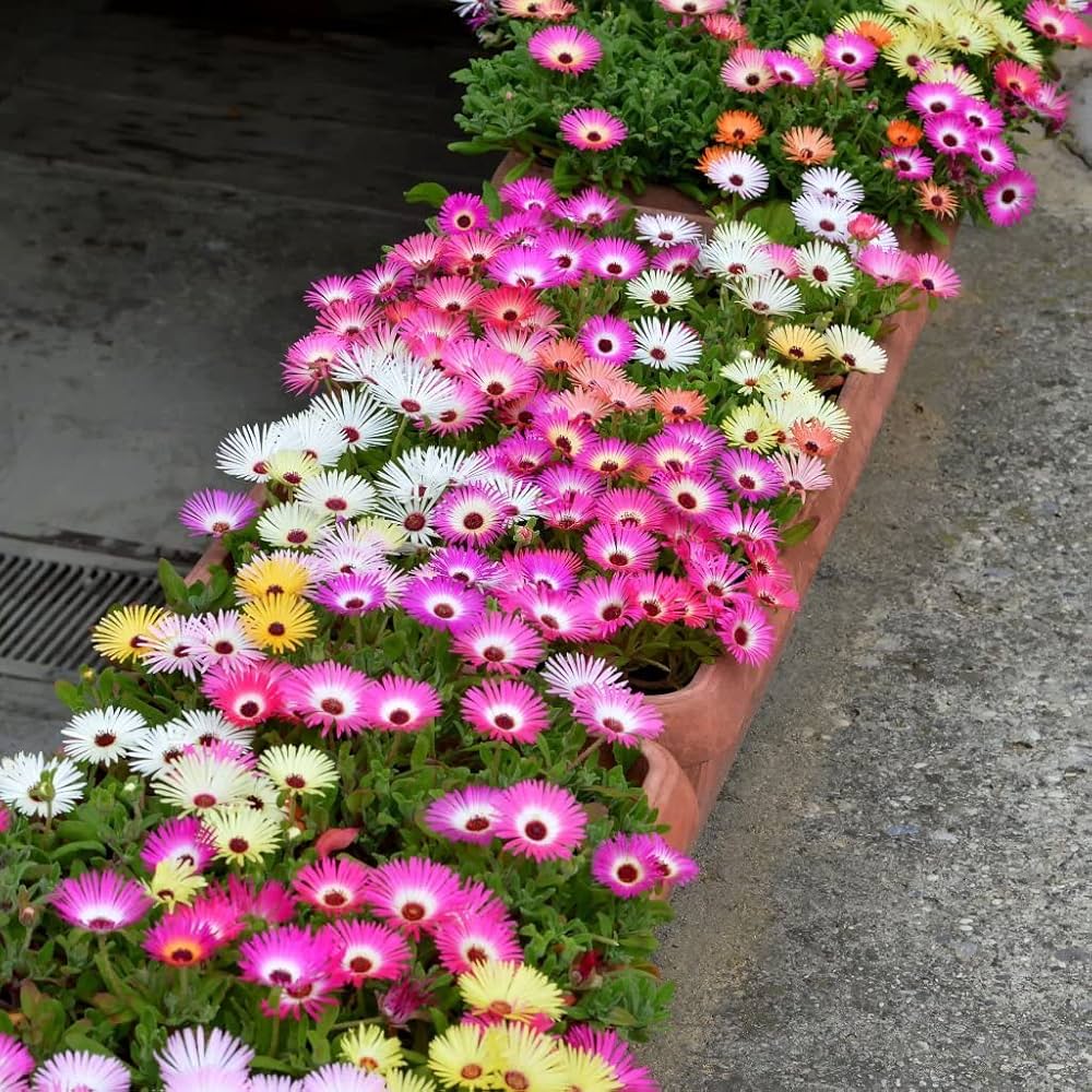 Pink Dorotheanthus Flower seeds for Planting Colorful Display, Heirloom & GMO Free Seeds for Home Garden seeds for planting