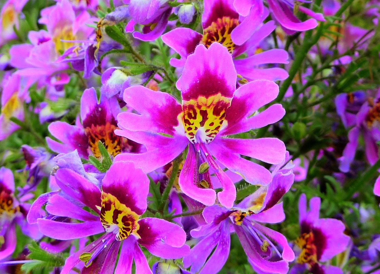 Premium Purple Schizanthus Flower seeds for Planting Drought Tolerant, Heirloom & GMO Free Seeds for Home Garden seeds