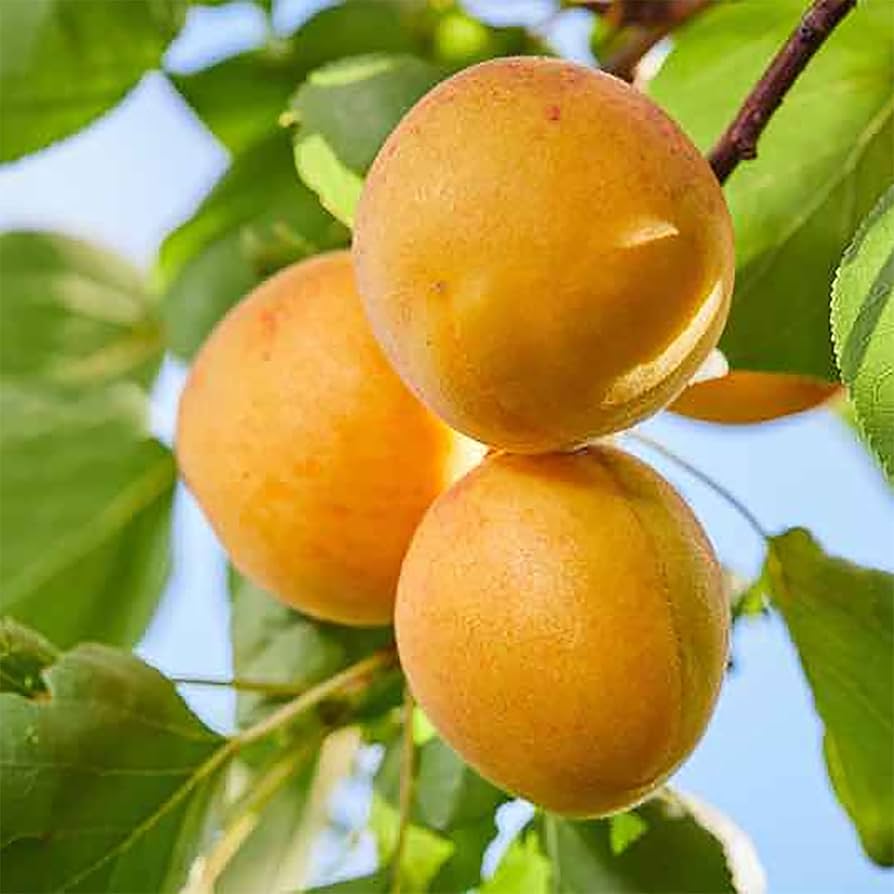 Manchurian Apricot Tree (Prunus mandshurica) Fruit Tree Flowering Seeds