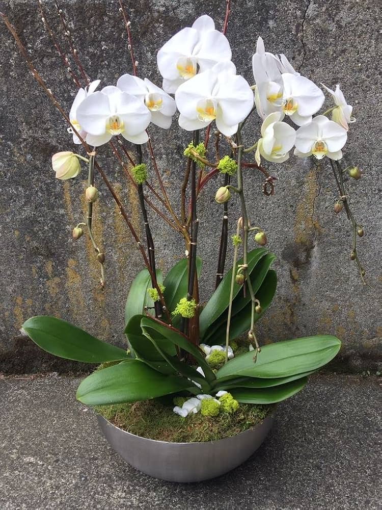 Mixed Phalaenopsis Orchid Flower seeds for Planting Seasonal Bloomer Heirloom & GMO Free Seeds for Home Garden