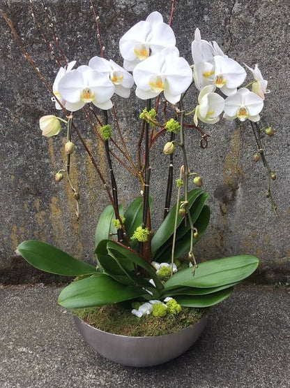 Mixed Phalaenopsis Orchid Flower seeds for Planting Seasonal Bloomer Heirloom & GMO Free Seeds for Home Garden
