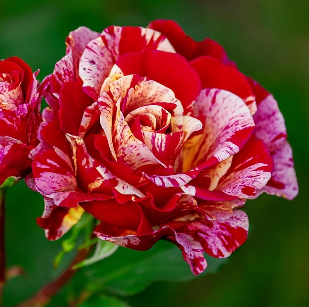 Cream Red Spirit Rose Flower seeds for Planting Cottage Garden Essential, Heirloom & GMO Free Seeds for Home Garden vegetable and garden seeds