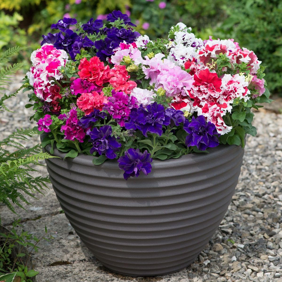 Heirloom Russian Petunia Flower seeds for Planting Low Maintenance Heirloom & GMO Free Seeds for Home Garden