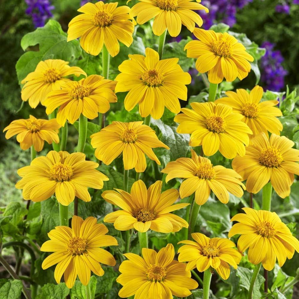 Premium Yellow Torch MEXICAN Tithonia SunFlower seeds for Planting Premium Quality, Heirloom & GMO Free Seeds for Home Garden seeds
