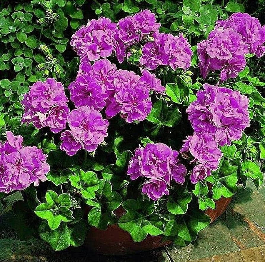 Purple Univalve Geranium Seeds For Charming Planting Plant Seeds