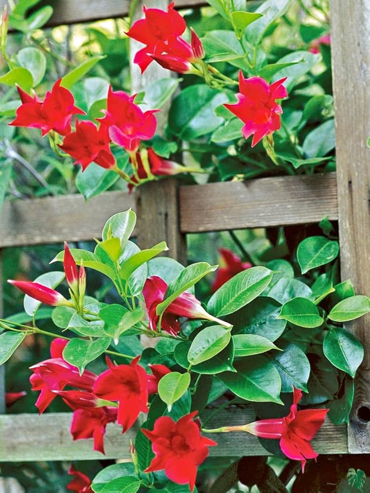 Dipladenia Flower seeds for Planting - Compact Growth, Heirloom & GMO Free Seeds for Home Garden