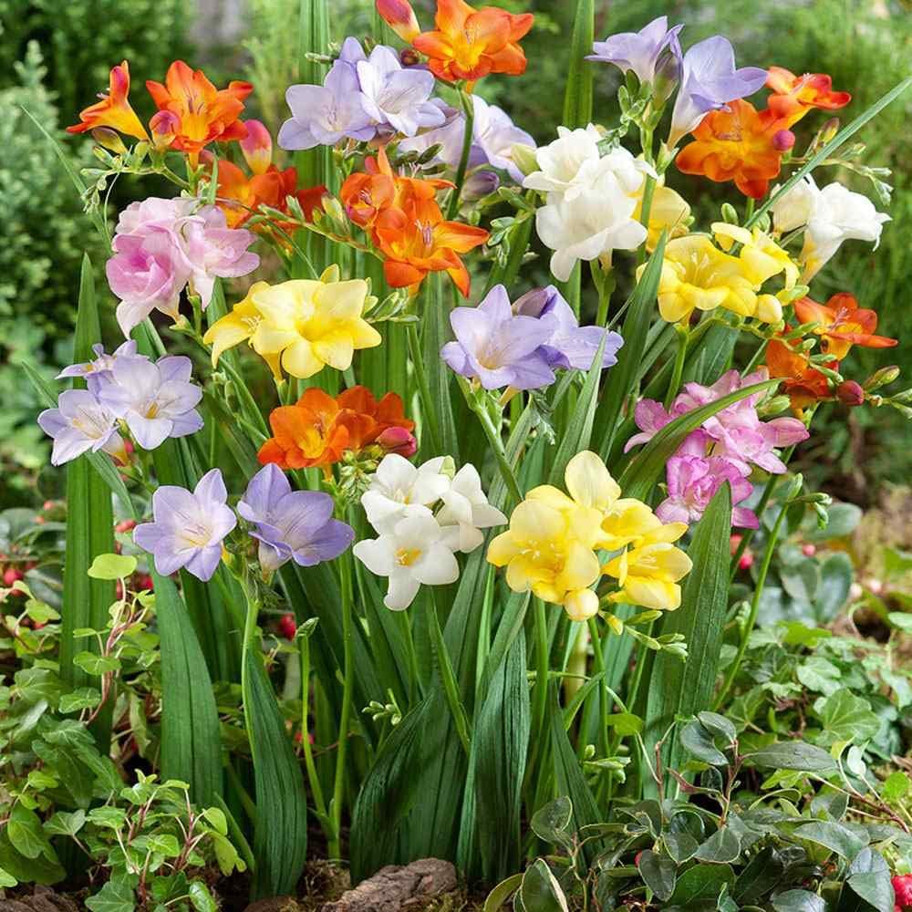 Mixed Freesia Flower seeds for Planting Hardy Variety, Heirloom & GMO Free Seeds for Home Garden seeds for planting