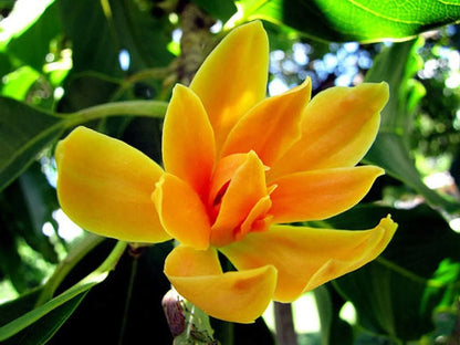 Champaca Flower seeds for Planting Colorful Display Heirloom & GMO Free Seeds for Home Garden