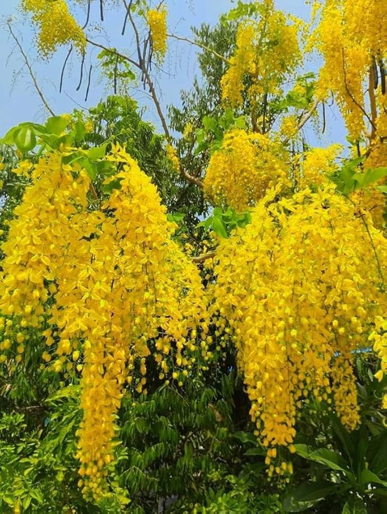 Blooming Flower seeds for Planting, Shade Tolerant Heirloom & GMO Free Seeds for Home Garden