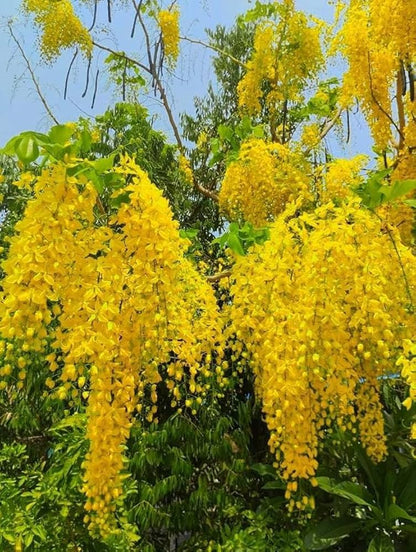 Blooming Flower seeds for Planting, Shade Tolerant Heirloom & GMO Free Seeds for Home Garden