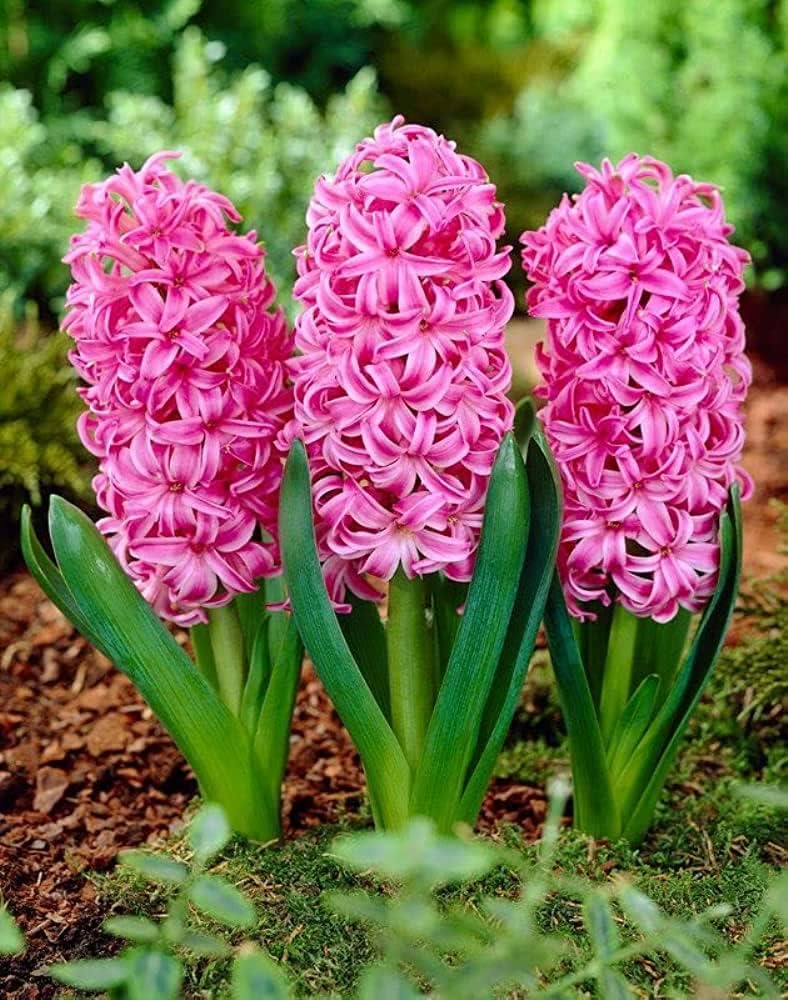High quality Hyacinth Flower seeds for Planting Cut Flower Favorite, Heirloom & GMO Free Seeds for Home Garden seeds pack