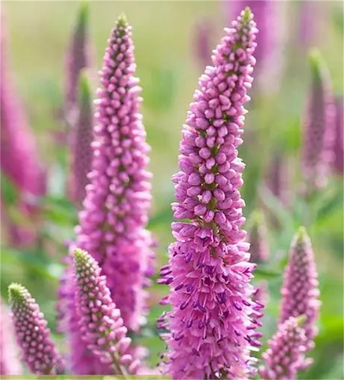 Pink Veronica Flower seeds for Planting Vibrant Colors, Heirloom & GMO Free Seeds for Home Garden seeds for planting