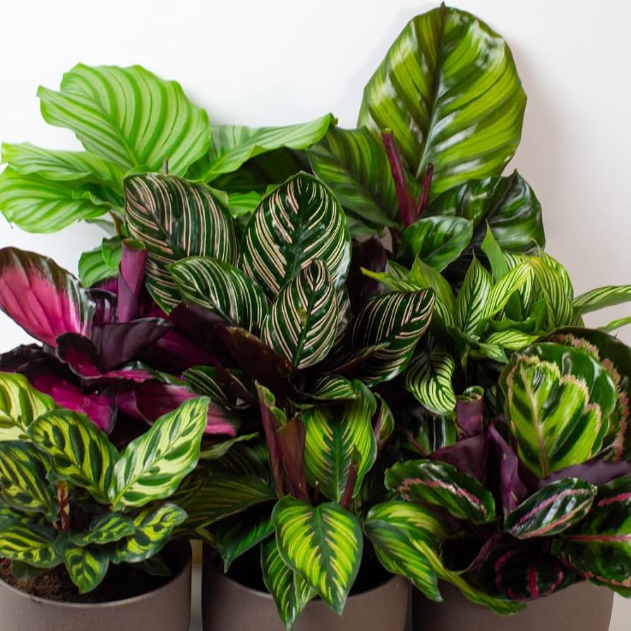 Mixed Calathea Flower seeds for Planting Drought Tolerant, Heirloom & GMO Free Seeds for Home Garden vegetable and garden seeds