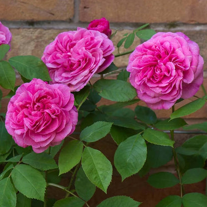 Heirloom Rose Bonsai Flower seeds for Planting Drought Tolerant Heirloom & GMO Free Seeds for Home Garden