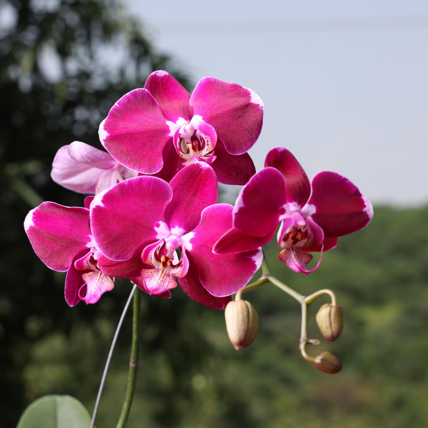 Phalaenopsis Flower seeds for Planting Sun Loving Heirloom & GMO Free Seeds for Home Garden vegetable and garden seeds