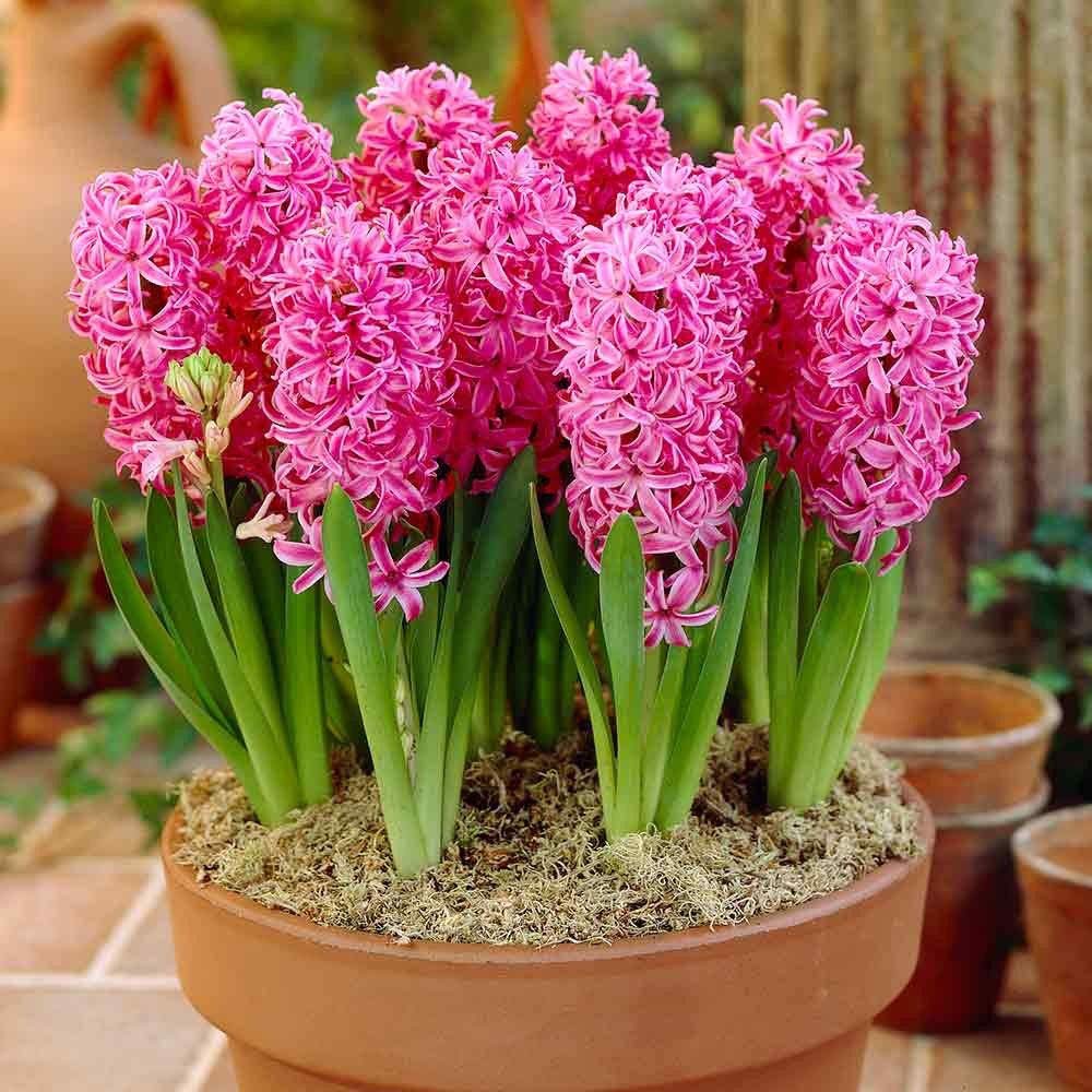 Heirloom Hyacinth Flower seeds for Planting Garden Favorite Heirloom & GMO Free Seeds for Home Garden