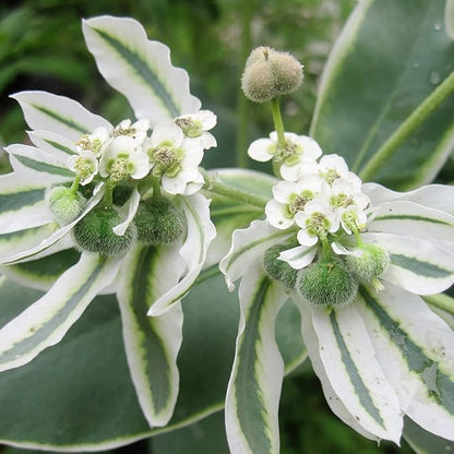 Heirloom Marginata Flower seeds for Planting Bright Blooms Heirloom & GMO Free Seeds for Home Garden
