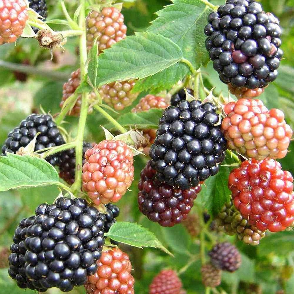 Dewberry or BlackBerry Flower seeds for Planting - Pollinator Friendly, Heirloom & GMO Free Seeds for Home Garden