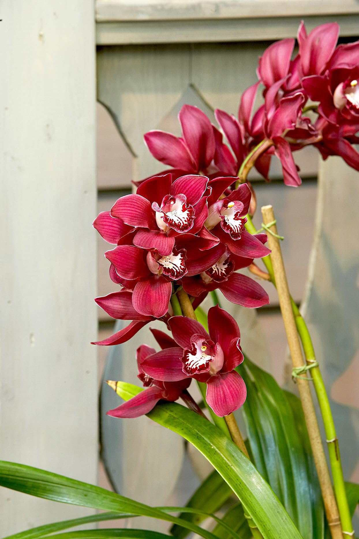 Premium Red Cymbidium Orchid Flower seeds for Planting Drought Tolerant, Heirloom & GMO Free Seeds for Home Garden seeds