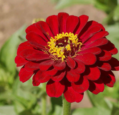 Burgundy Zinnia Flower seeds for Planting Cut Flower Favorite, Heirloom & GMO Free Seeds for Home Garden seeds for planting