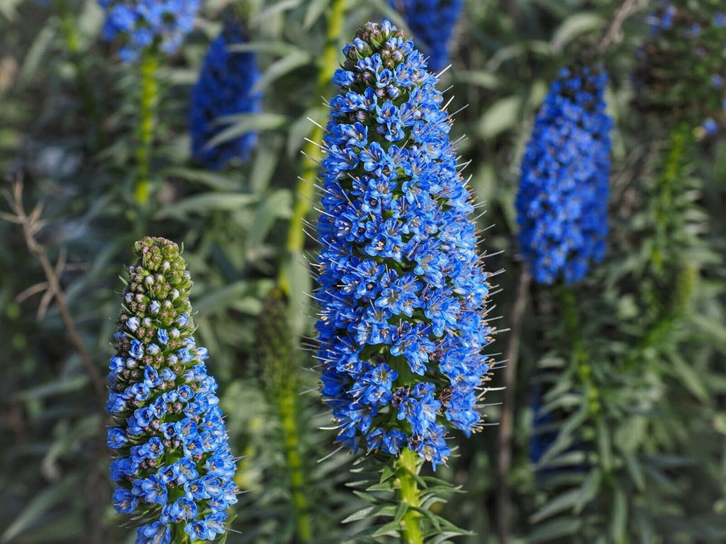 Madeira Flower seeds for Planting Seasonal Bloomer, Heirloom & GMO Free Seeds for Home Garden seeds for planting